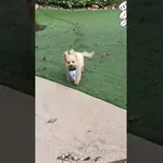 Psi imajo svoj avtobus zabave!