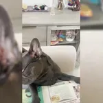 Kuža bere časopis z očali