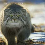 To je mačka, ki je najbolj sitna na planetu