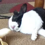 Prebudila ga je banana 