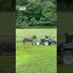 Osel je res želel pozornost na vsak način