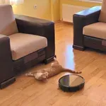 Robot in lena mačka