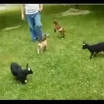 Kozi se je malo odpeljalo