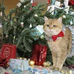Mačke in praznične norosti