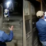 Nihče te ni bolj vesel kot pes