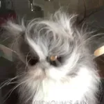 Kdo se je že tak zbudil po divji noči?