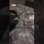 Mačka ni navdušena nad pasjim zadahom