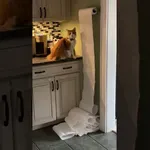 Mačje dogodivščine, ki vas bodo nasmejale iz srca