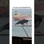 Od tele vrane se lahko veliko naučimo