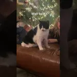 Znerviran maček ob zvoku harmonike gre v napad 