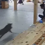 Smešni pripetljaji, posneti na varnostnih kamerah