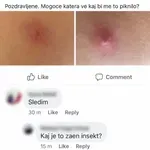 Nova vrsta insekta?