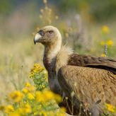 Griffon vulture from Uvac succumbs to injury in Syria