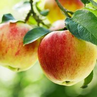Manje poznati efekti svakodnevnog konzumiranja jabuka