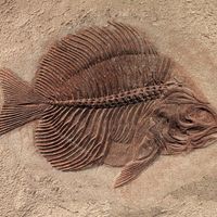 U Meksiku pronađen fosil ribe star 95 miliona godina