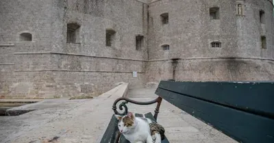 U Dubrovniku polemika o kućici ulične mačke Anastazije