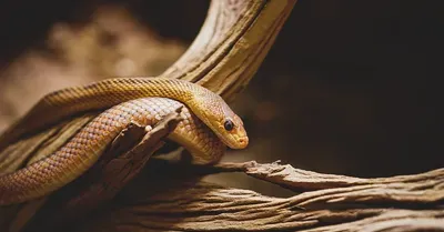 U podrumu na Zvezdari živi 400 zmija