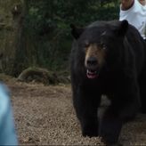 Objavljen trejler za film o medvedu na kokainu, jednu od uloga igra Rej Liota