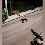 Νέος Βουτζάς: Κυνηγούσαν Αγριογούρουνα Ανάμεσα Σε Σπίτια!