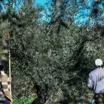 Ελαιοκομικό Μητρώο: Άνοιξαν οι αιτήσεις για 3 Περιφέρειες - Η διαδικασία