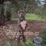 Ζάκυνθος: «Μου χαμογέλασε κι έκλεισε τα μάτια»