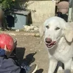 Ζάκυνθος: «Το μάζεψα γιατί ήταν ετοιμοθάνατο και μου σκότωσε το παιδί»