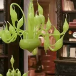 Cash or Trash: Το αντικείμενο του Ρωμανού δίχασε τους αγοραστές