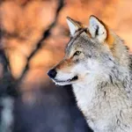 Najraje so sami: v teh znamenjih so rojeni največji volki samotarji