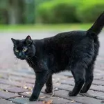 Kaj pomeni, če vam pot prekriža ČRNA MAČKA?