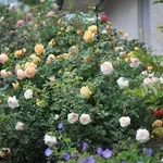 Obrežite vrtnice zdaj in cvetele bodo do pozne jeseni: Trik starih vrtnarjev, ki ga morate poznati