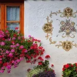 Poceni domače gnojilo, ki bo poživelo pelargonije, šeflere in druge rastline: potrebujete le 2 preprosti sestavini