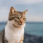 Ljudje, ki ne marajo mačk, imajo razlog za resen razmislek