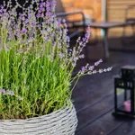 Dnevni horoskop za nedeljo, 26. aprila 2026