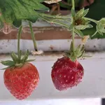 Kaj izgubimo, ko pozabimo, od kod prihaja naša hrana?