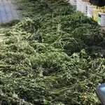 Hišna preiskava pri Postojni: 45-letnik skrival večjo količino prepovedanih drog