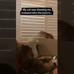 Tej mački ne bo nihče govoril, kaj lahko dela in kaj ne