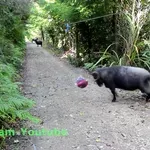 V gozdu je našel žogo