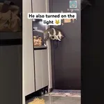 Maček se na vse pretege trudi, da bi odprl vrata