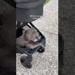 Tako v resnici izgleda sprehajanje dojenčka in psa