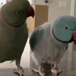 Med seboj se pogovarjata, kot da sta človeka