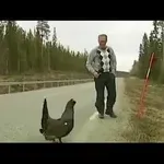 Jezen puran napade človeka