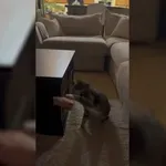 Reakcija mačke na pest je naravnost smešna