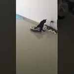 Mačji prepir zmoti robotski sesalec