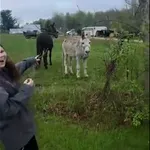 Zaradi psa ima osel polepšan dan