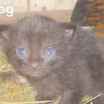 Kokoška pomaga mami muci skrbeti za naraščaj