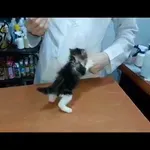 Maček popeni pri veterinarju