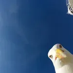 Galeb ukrade kamero in snema svojo dogodivščino