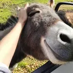 Nič na svetu ni bolj smešnega od živali, ki jih ga dogaja v glavi