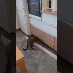 Mačka in demoliranje kuhinje