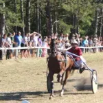Konjički klub Potisje slavi 80 godina: Veliki kasački dan na hipodromu u Bečeju